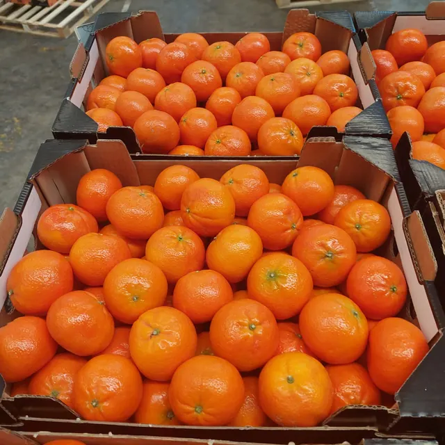 Open bulk cartons of fresh mandarins ready for export