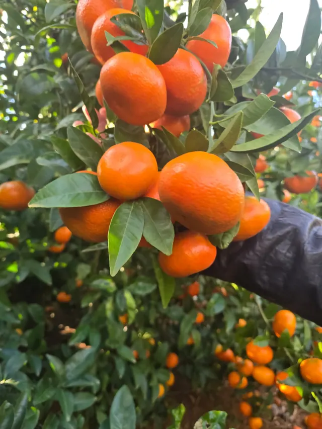 Worker hand-picking Nadorcott mandarins from the tree