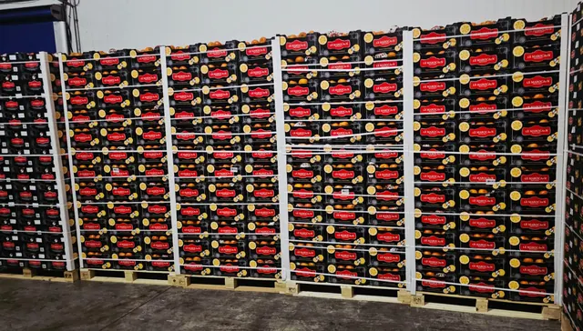 Row of export pallets of Le Marocain mandarin cartons in the warehouse