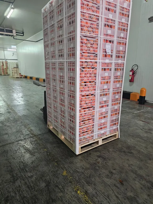 Wrapped pallet of mandarin crates in the cold store