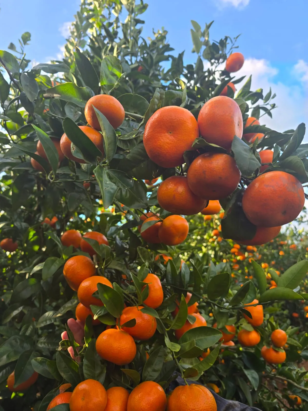 Ripe Nadorcott mandarins hanging on a tree in a Moroccan orchard under a blue sky