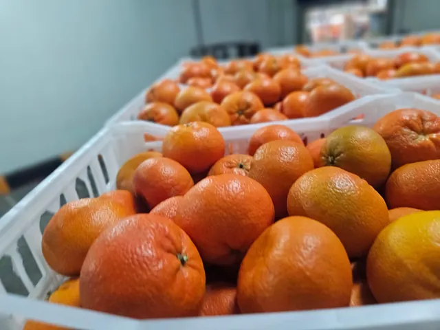 Freshly harvested mandarins in field crates at the packhouse before sorting