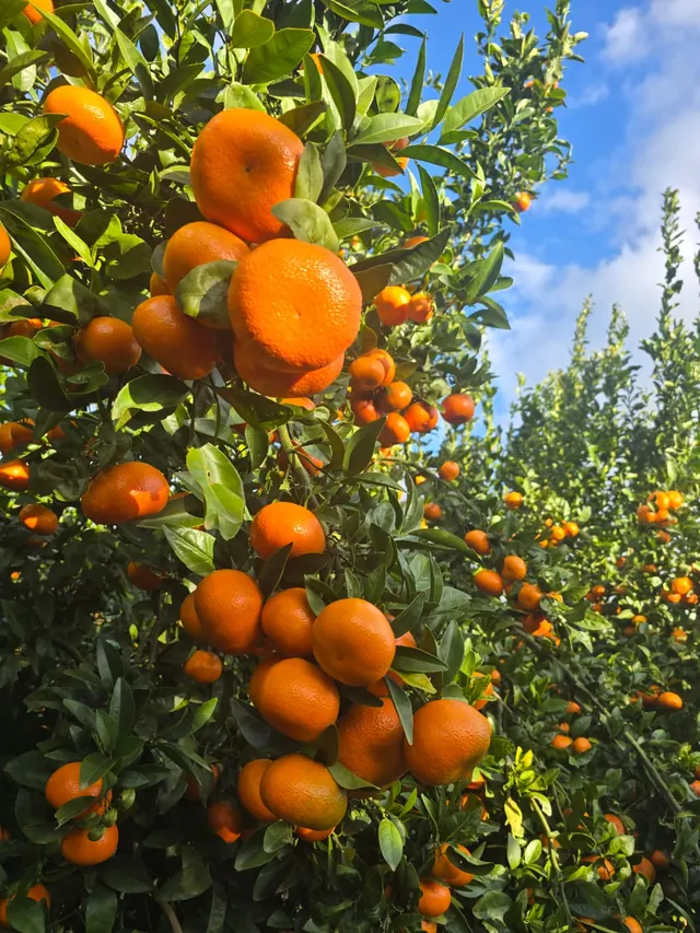 Mandarin tree loaded with ripe fruit in a Moroccan citrus orchard