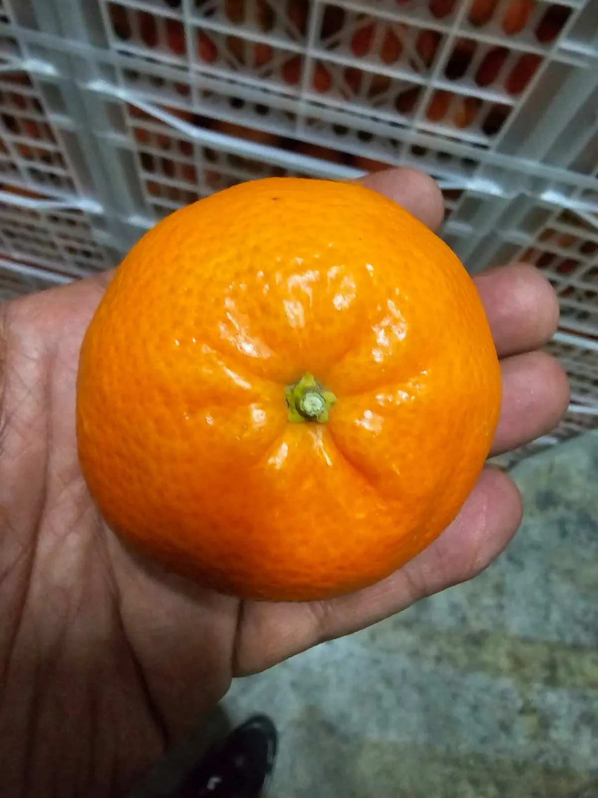 A Moroccan Nadorcott mandarin held in hand, showing its deep orange colour and smooth skin